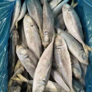 Frozen Horse Mackerel 18cm 20cm 25cm