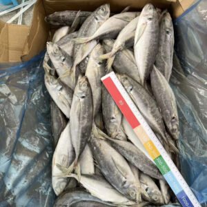 Frozen Horse Mackerel 18cm 20cm Scad