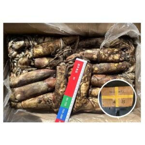 Frozen Indian Ocean Squid Xingbang Brand