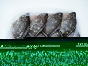 Frozen Live Black Tilapia Fish Frozen