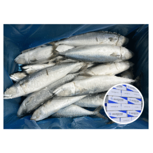 Frozen Mackerel 400 600g IQF Processed