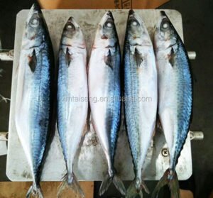 Frozen Mackerel Fish Bulk Pack 15kg