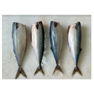 Frozen Mackerel HGT Headed Gutted Tailed