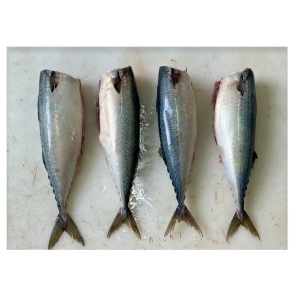 Frozen Mackerel HGT Headed Gutted Tailed