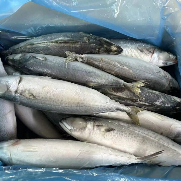 Frozen Pacific Mackerel 400 600g 15