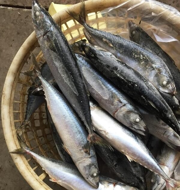 Frozen Pacific Mackerel Fish Sashimi Grade