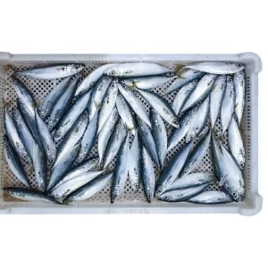 Frozen Pacific Mackerel Spanish Mackerel Frozen