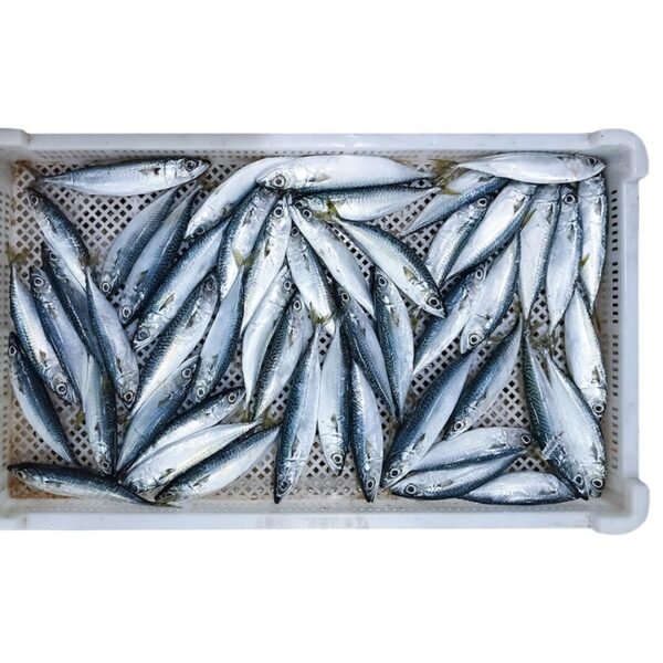 Frozen Pacific Mackerel Spanish Mackerel Frozen