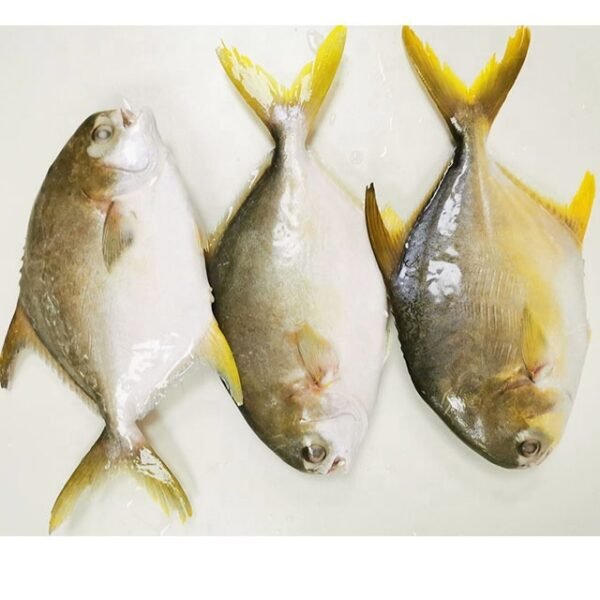 Frozen Pompano Fish Whole Round 200