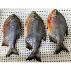 Frozen Red Pomfret Red Pompano Chinese