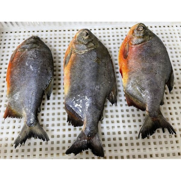 Frozen Red Pomfret Red Pompano Chinese