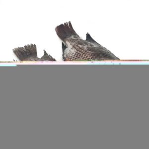 Frozen Roughy Whole Round Farm Raised