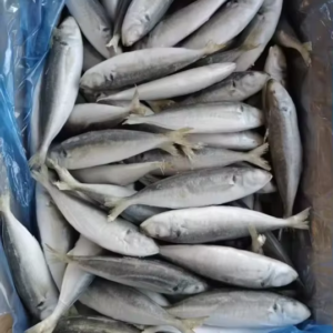 Frozen Round Scad Whole Round High