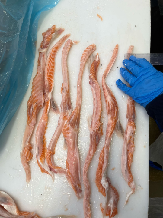 Frozen Salmon Belly Trim for Sushi