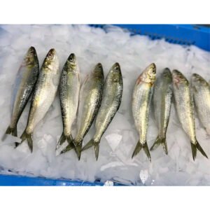 Frozen Sardine Fish Price Bulk Sardines