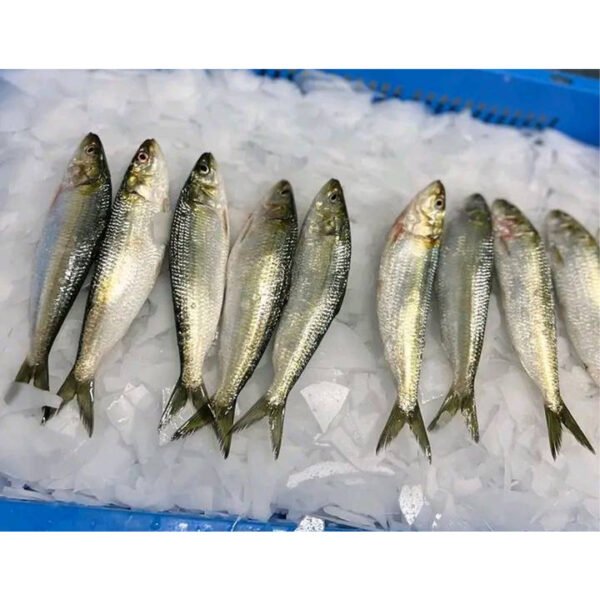 Frozen Sardine Fish Price Bulk Sardines