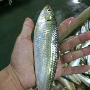 Frozen Sardine Fish W R