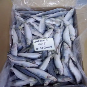 Frozen Sardine Fish W R