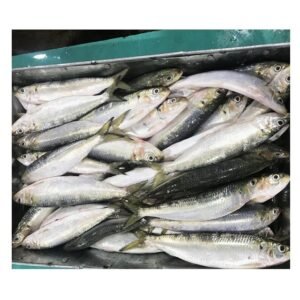 Frozen Sardine Pilchards Fish for Canning