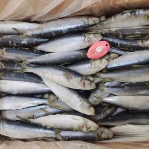 Frozen Sardine Whole Round 80 100PCS