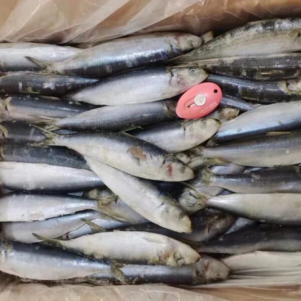 Frozen Sardine Whole Round 80 100PCS Frozen Sardine Whole Round 80 100PCS