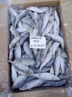 Frozen Sardine Whole Round Sardine Longiceps