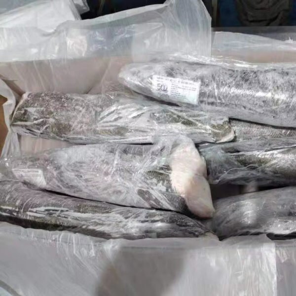 FROZEN SEABASS HGT