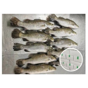 Frozen Seabass IQF Grade a 10KG