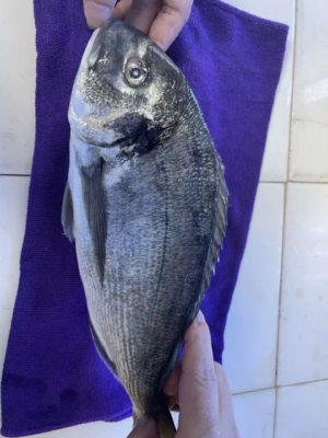 Frozen Seabream