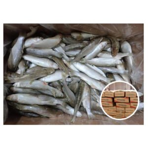 Frozen Seafood Grey Mullet Fish with
