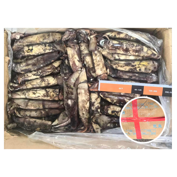Frozen Seafood Supplier Calamari Squid 100