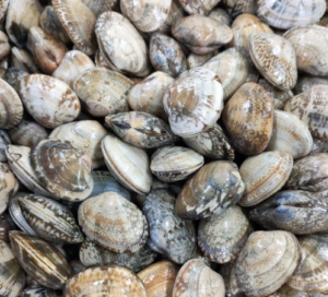 Frozen Short Neck Clam