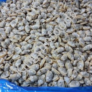 Frozen Short Neck Clam Meat for