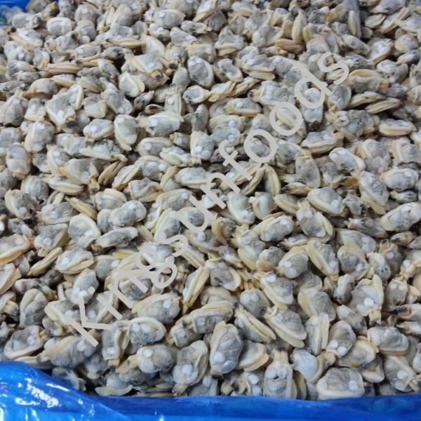 Frozen Short Neck Clam Meat for Frozen Short Neck Clam Meat for