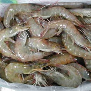 Frozen Shrimp Vannamei Shrimp Hoso Cheap