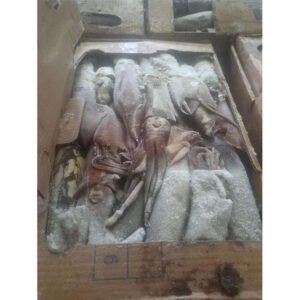 Frozen Squid Fishing Bait Whole Round