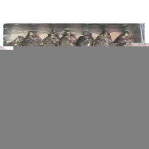Frozen Tilapia 500 800G 800G Block