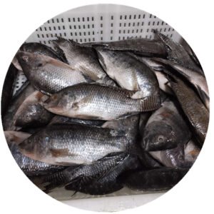 Frozen Tilapia Niloticus Frozen Fish Seafood