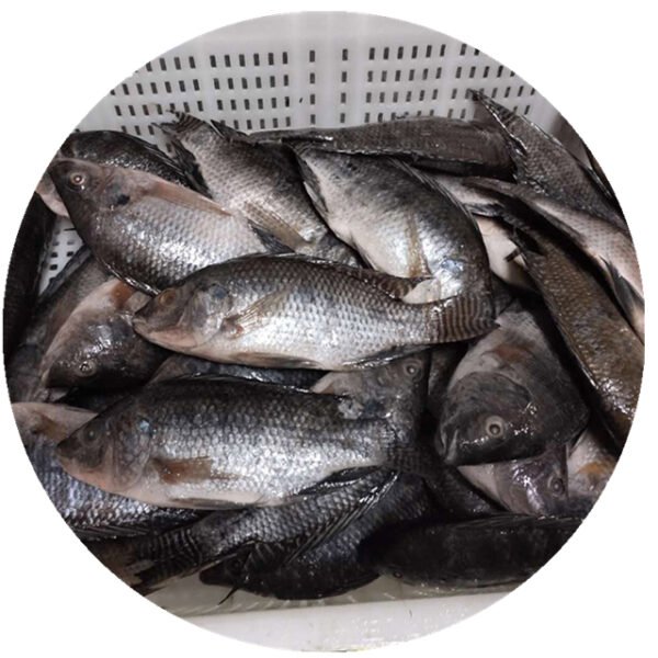Frozen Tilapia Niloticus Frozen Fish Seafood
