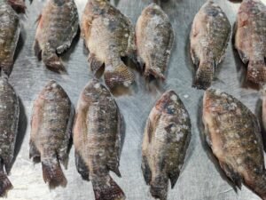 Frozen Tilapia Whole Round 200 400g
