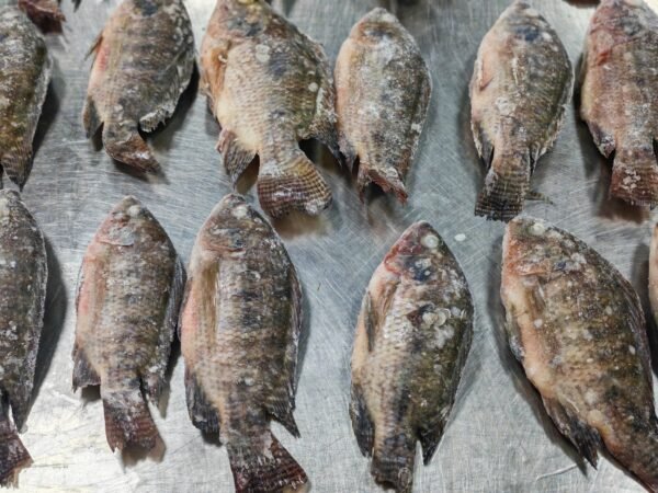 Frozen Tilapia Whole Round 200 400g Frozen Tilapia Whole Round 200 400g