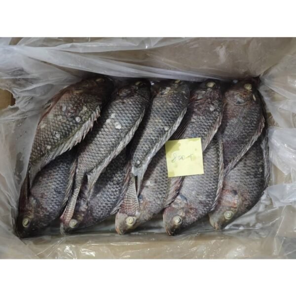 Frozen Tilapia Whole Round Gutted Scaled Frozen Tilapia Whole Round Gutted Scaled