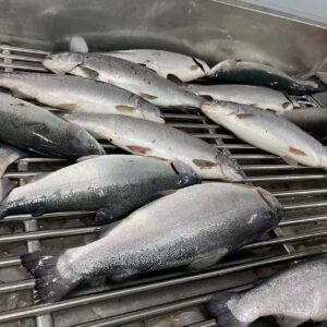 Frozen Trout Salmon Gutted High Quality