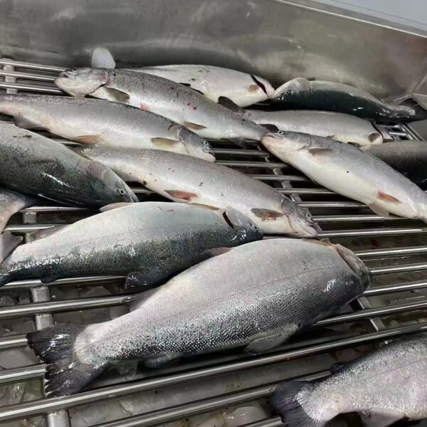 Frozen Trout Salmon Gutted High Quality Frozen Trout Salmon Gutted High Quality