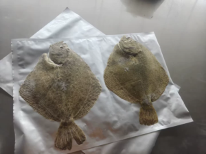 Frozen Turbot