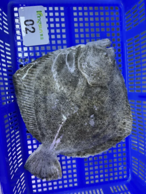 Frozen Turbot