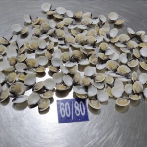 Frozen White Clam Shell on HIGH