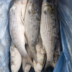 Frozen Whole Fish Grey Mullet Fresh