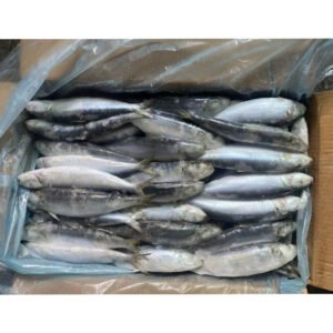Frozen Whole Round Fresh Sardine Hgt