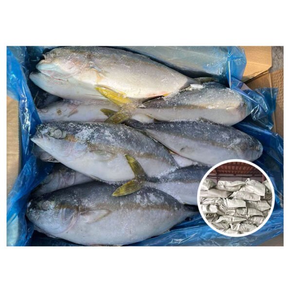 Frozen Yellow Tail Amberjack Whole Round